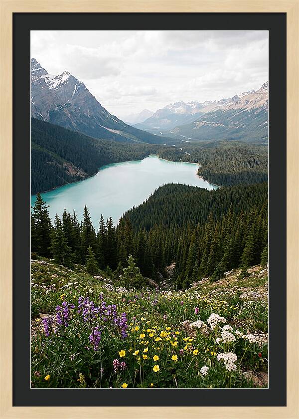 Bow Summit Overlooking Peyto Lake