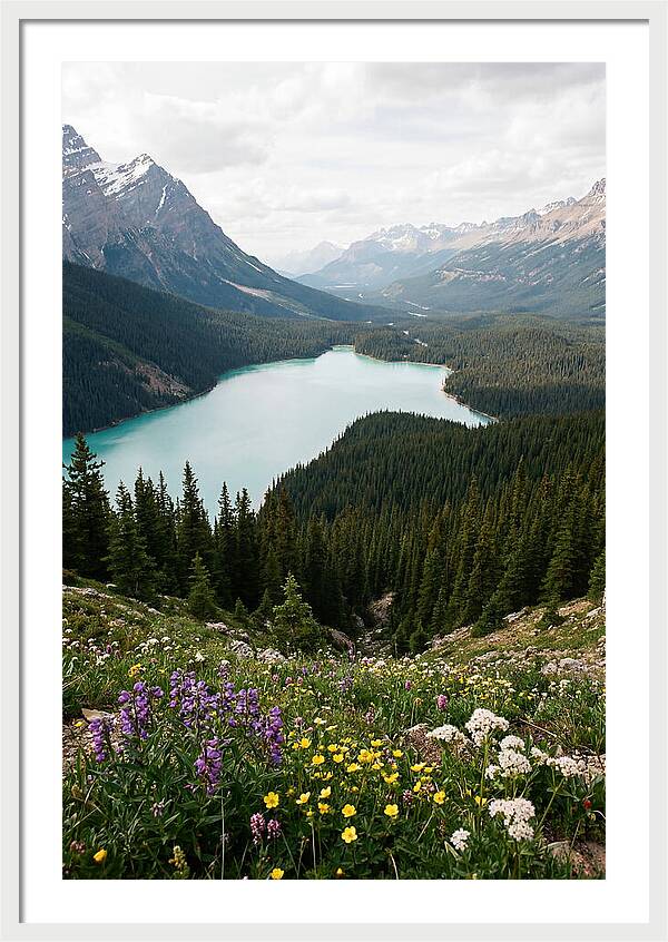 Bow Summit Overlooking Peyto Lake
