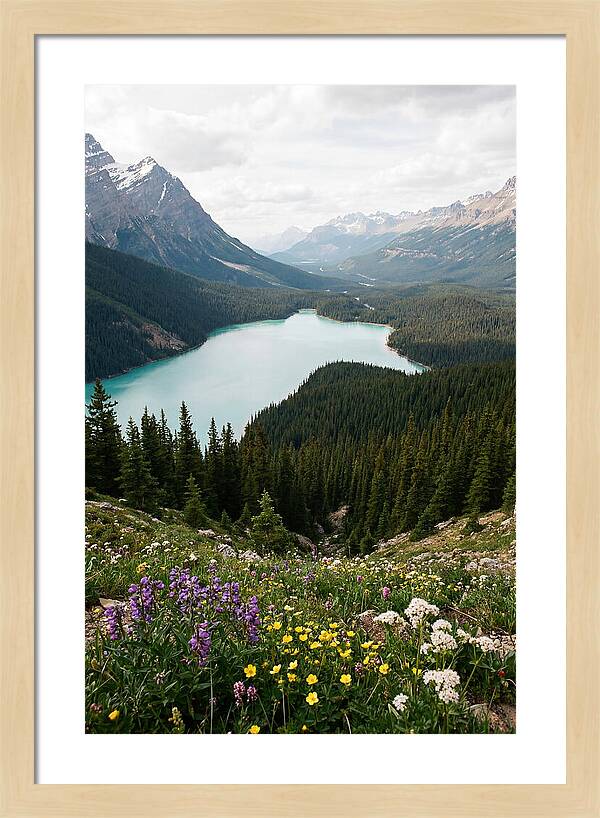 Bow Summit Overlooking Peyto Lake