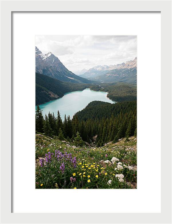 Bow Summit Overlooking Peyto Lake