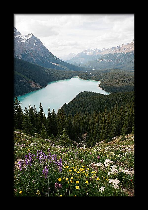 Bow Summit Overlooking Peyto Lake