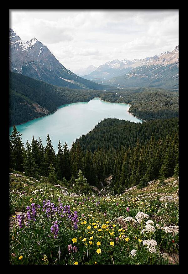 Bow Summit Overlooking Peyto Lake