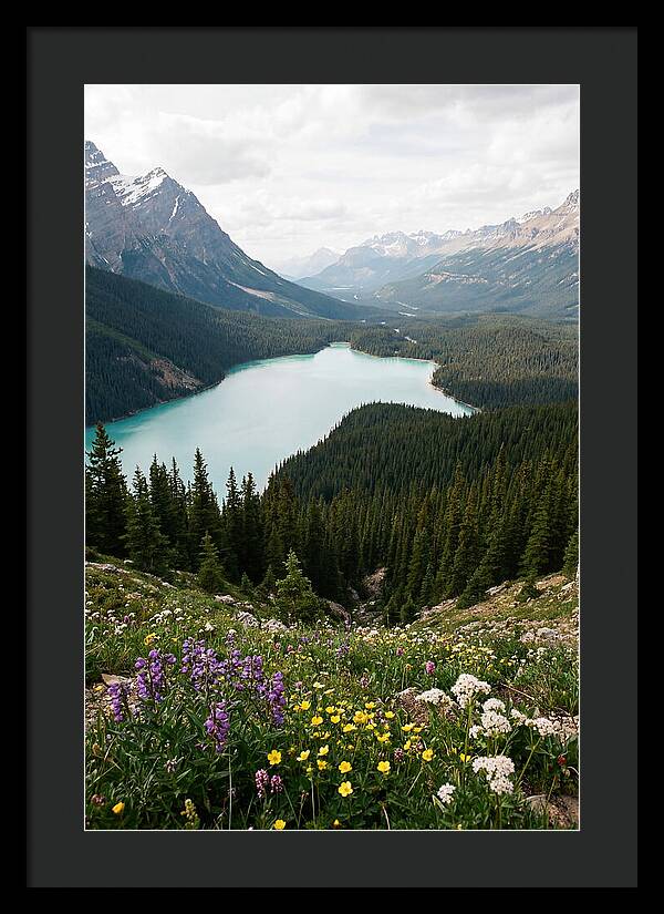 Bow Summit Overlooking Peyto Lake