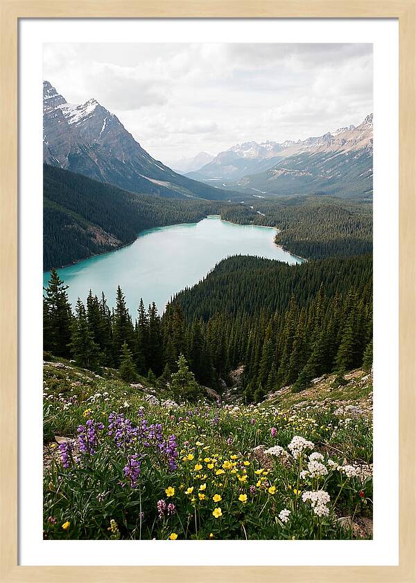 Bow Summit Overlooking Peyto Lake