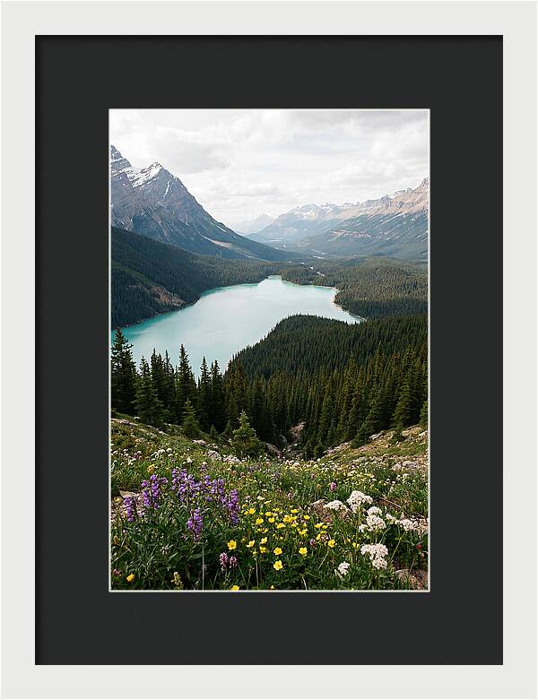 Bow Summit Overlooking Peyto Lake