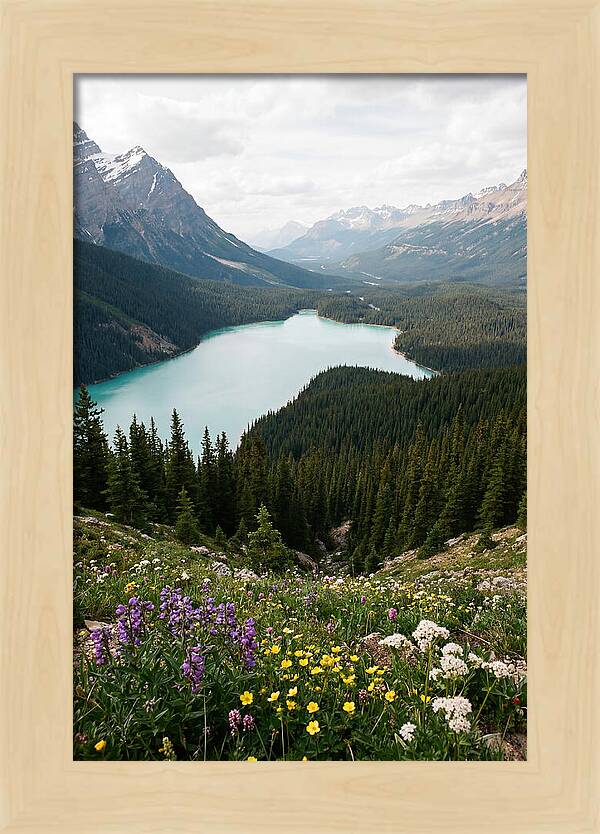 Bow Summit Overlooking Peyto Lake