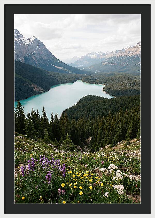 Bow Summit Overlooking Peyto Lake
