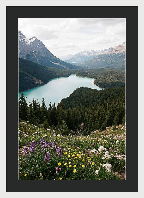 Bow Summit Overlooking Peyto Lake