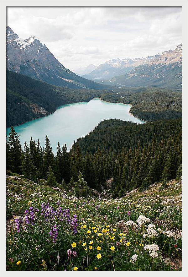 Bow Summit Overlooking Peyto Lake