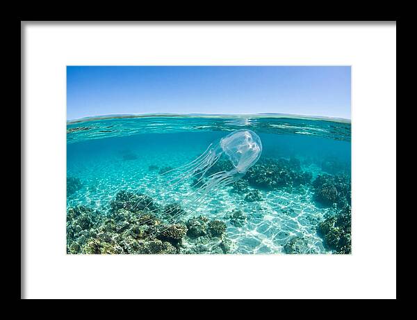 Box Jellyfish Gliding Through Water
