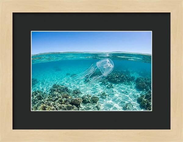 Box Jellyfish Gliding Through Water