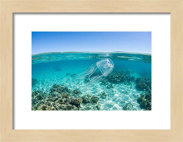 Box Jellyfish Gliding Through Water