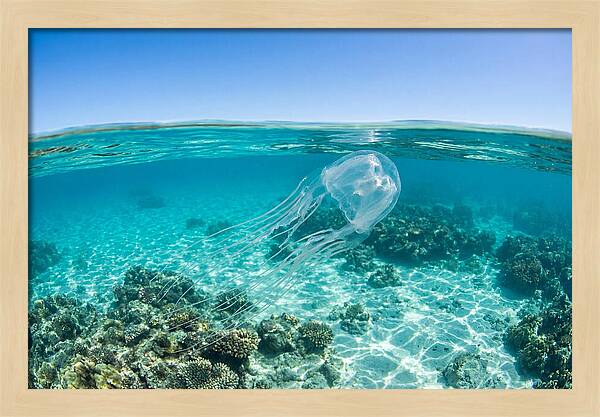 Box Jellyfish Gliding Through Water