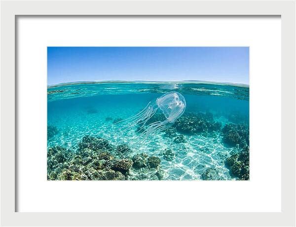 Box Jellyfish Gliding Through Water