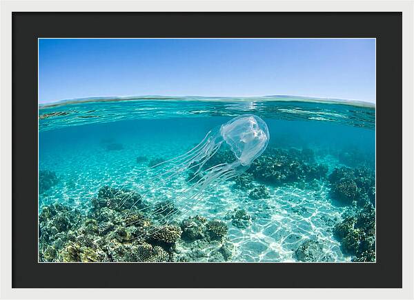 Box Jellyfish Gliding Through Water