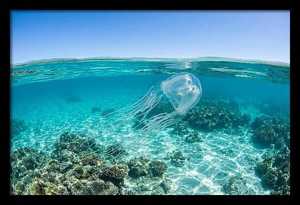 Box Jellyfish Gliding Through Water
