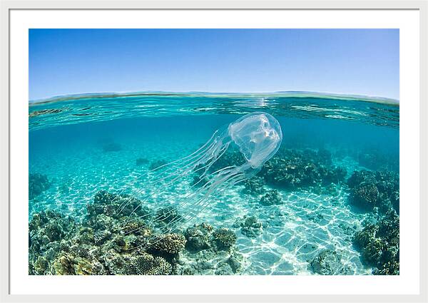 Box Jellyfish Gliding Through Water