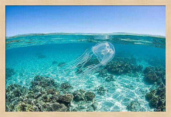 Box Jellyfish Gliding Through Water