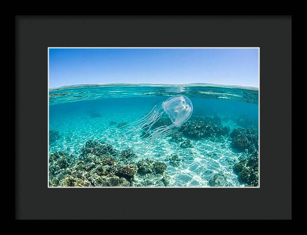 Box Jellyfish Gliding Through Water
