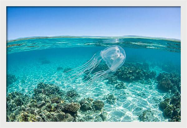 Box Jellyfish Gliding Through Water