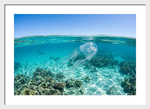 Box Jellyfish Gliding Through Water