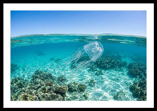 Box Jellyfish Gliding Through Water