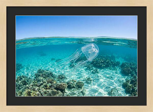 Box Jellyfish Gliding Through Water