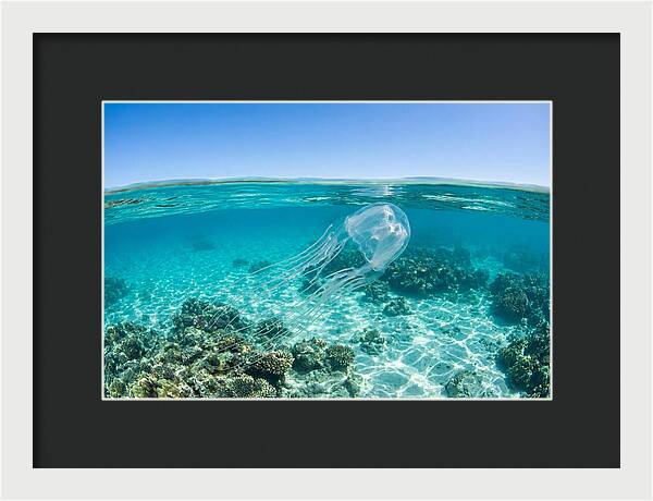 Box Jellyfish Gliding Through Water