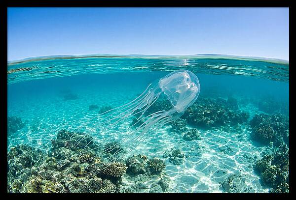 Box Jellyfish Gliding Through Water