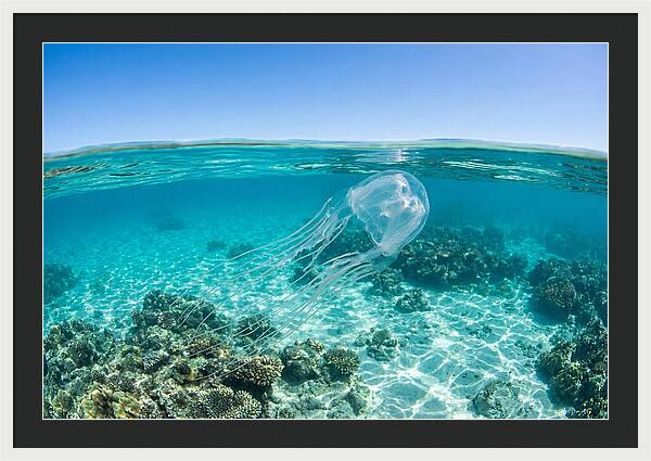 Box Jellyfish Gliding Through Water