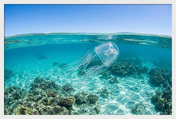 Box Jellyfish Gliding Through Water