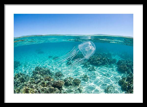 Box Jellyfish Gliding Through Water