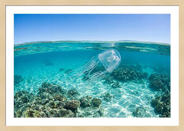 Box Jellyfish Gliding Through Water