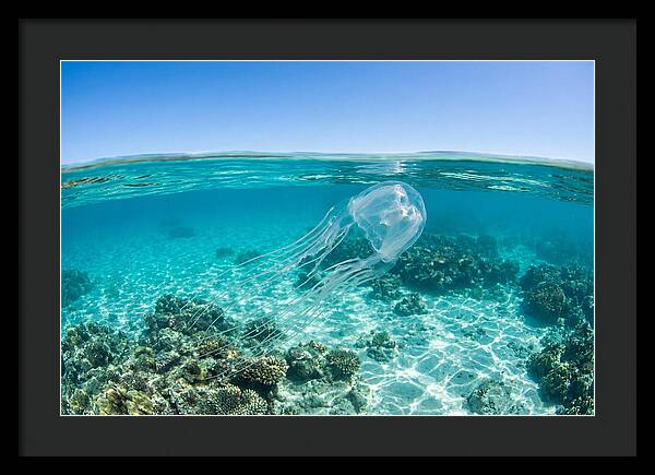 Box Jellyfish Gliding Through Water