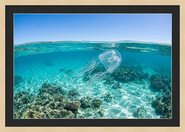 Box Jellyfish Gliding Through Water
