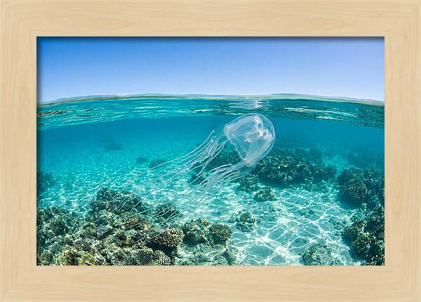 Box Jellyfish Gliding Through Water