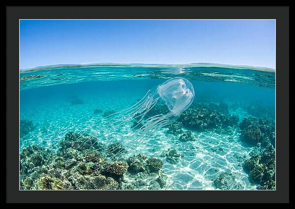 Box Jellyfish Gliding Through Water