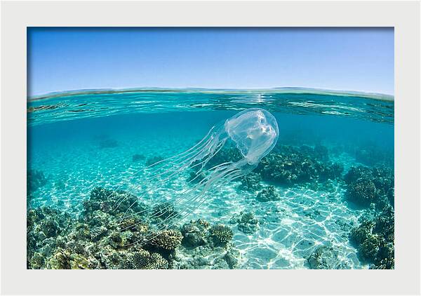 Box Jellyfish Gliding Through Water