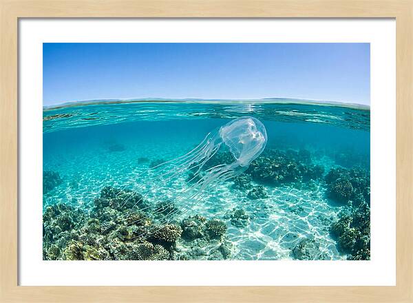 Box Jellyfish Gliding Through Water