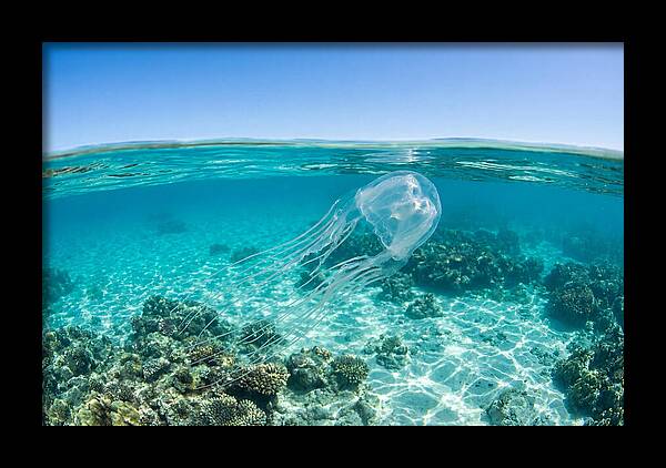 Box Jellyfish Gliding Through Water