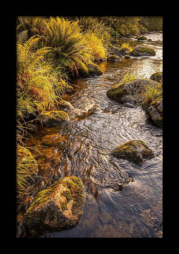 Brandywine Creek Serenity
