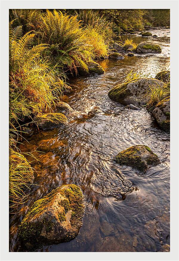 Brandywine Creek Serenity
