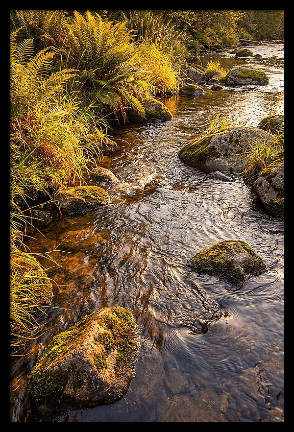 Brandywine Creek Serenity