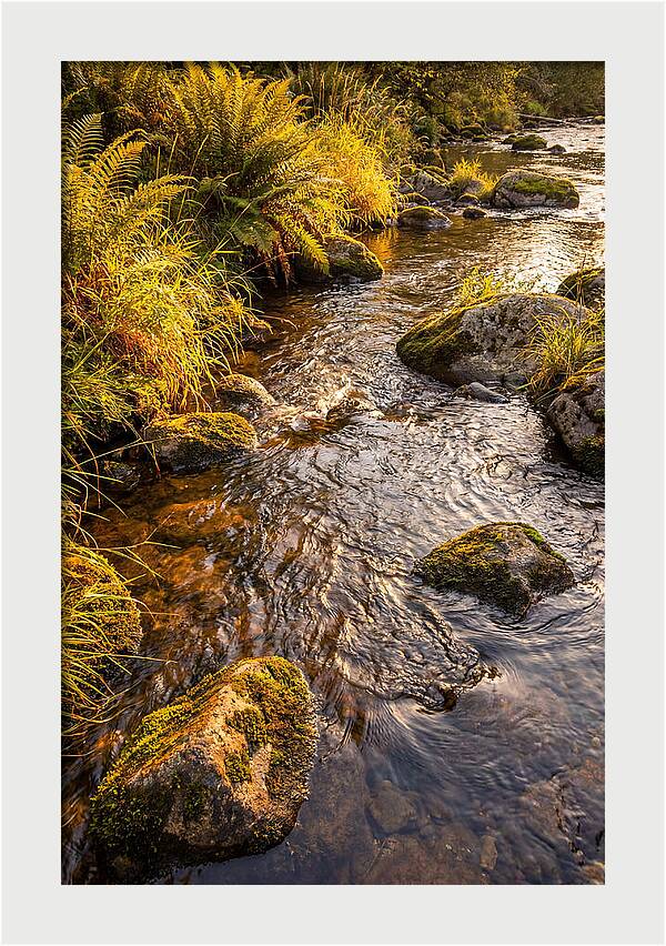 Brandywine Creek Serenity