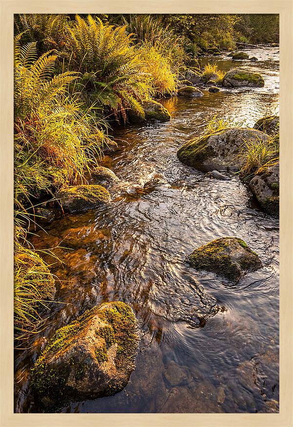 Brandywine Creek Serenity