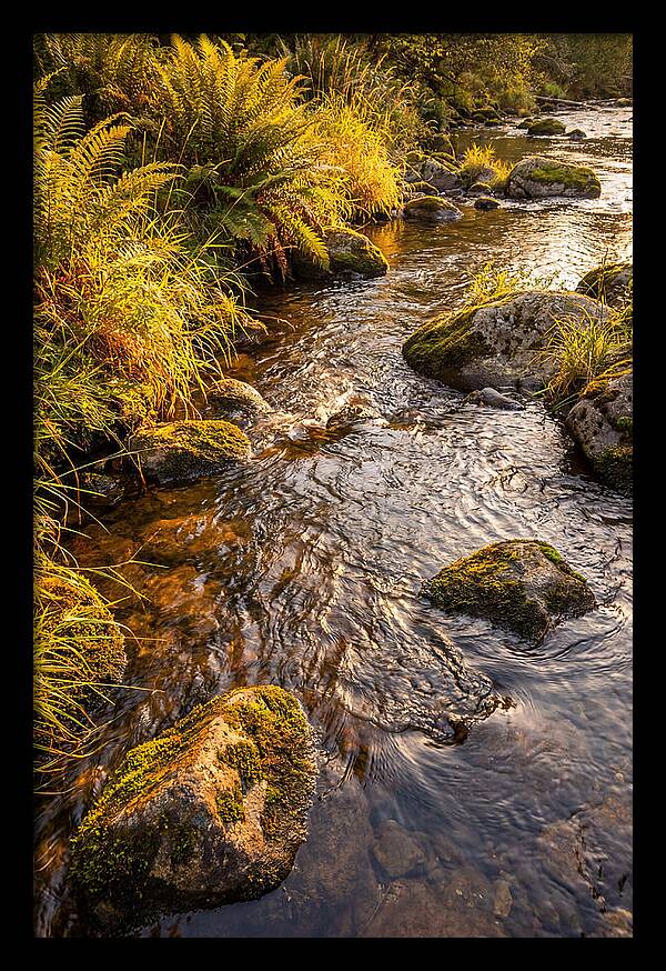 Brandywine Creek Serenity