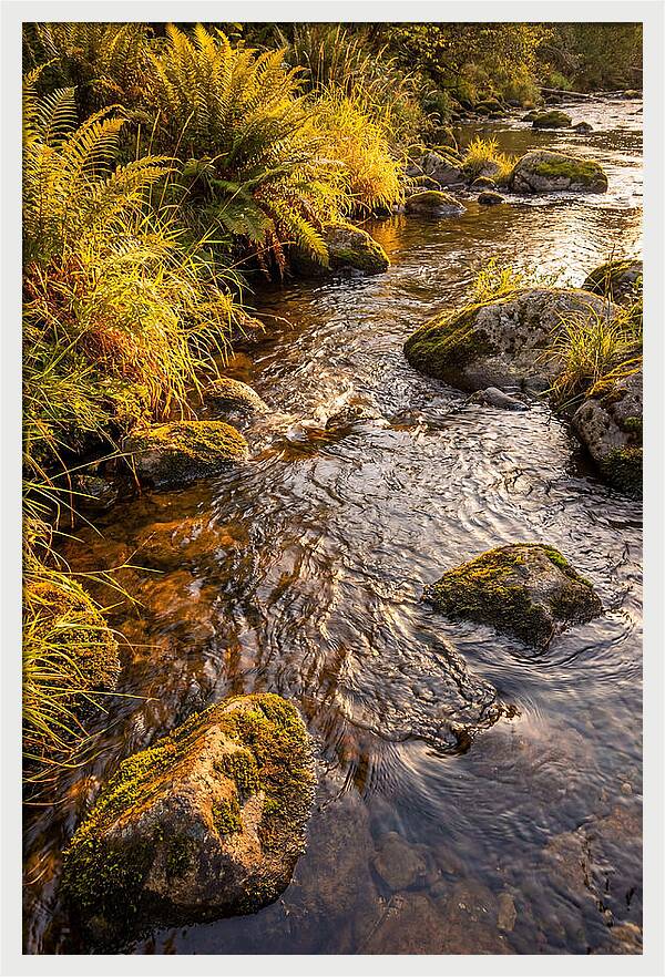 Brandywine Creek Serenity