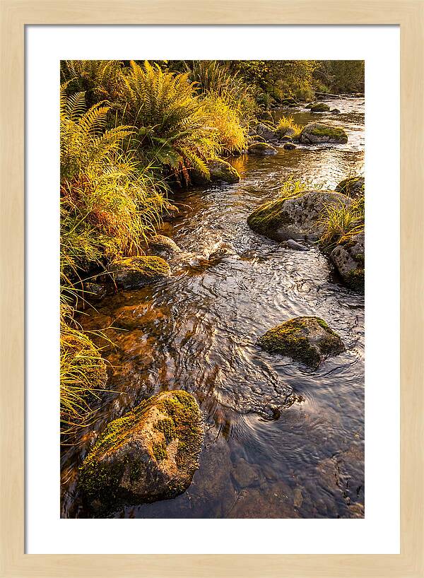 Brandywine Creek Serenity