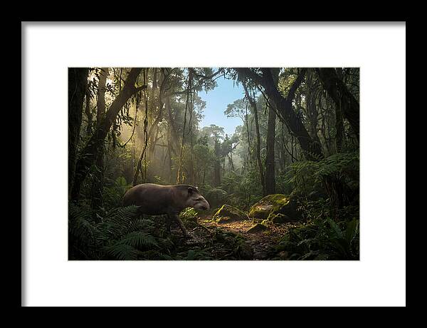 Brazilian Tapir In Lush Forest