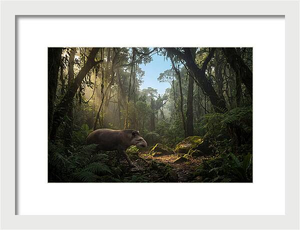 Brazilian Tapir In Lush Forest